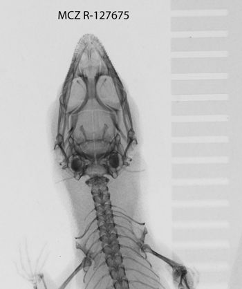 Media type: image;   Herpetology R-127675